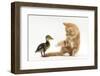 Ginger Kitten and Mallard Duckling-Mark Taylor-Framed Photographic Print