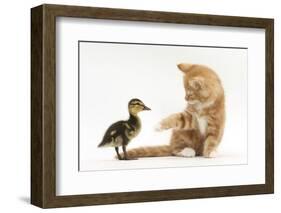 Ginger Kitten and Mallard Duckling-Mark Taylor-Framed Photographic Print