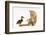 Ginger Kitten and Mallard Duckling-Mark Taylor-Framed Photographic Print