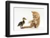 Ginger Kitten and Mallard Duckling-Mark Taylor-Framed Photographic Print