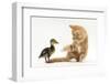 Ginger Kitten and Mallard Duckling-Mark Taylor-Framed Photographic Print