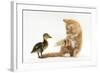 Ginger Kitten and Mallard Duckling-Mark Taylor-Framed Photographic Print