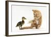Ginger Kitten and Mallard Duckling-Mark Taylor-Framed Photographic Print