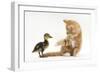 Ginger Kitten and Mallard Duckling-Mark Taylor-Framed Photographic Print