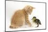 Ginger Kitten and Mallard Duckling-Mark Taylor-Mounted Photographic Print