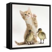Ginger Kitten and Mallard Ducklings-Mark Taylor-Framed Stretched Canvas