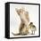 Ginger Kitten and Mallard Ducklings-Mark Taylor-Framed Stretched Canvas