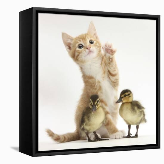 Ginger Kitten and Mallard Ducklings-Mark Taylor-Framed Stretched Canvas