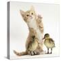 Ginger Kitten and Mallard Ducklings-Mark Taylor-Stretched Canvas