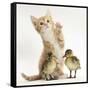 Ginger Kitten and Mallard Ducklings-Mark Taylor-Framed Stretched Canvas