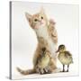 Ginger Kitten and Mallard Ducklings-Mark Taylor-Stretched Canvas