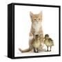 Ginger Kitten and Mallard Ducklings-Mark Taylor-Framed Stretched Canvas