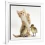 Ginger Kitten and Mallard Ducklings-Mark Taylor-Framed Photographic Print