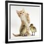 Ginger Kitten and Mallard Ducklings-Mark Taylor-Framed Photographic Print