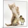 Ginger Kitten and Mallard Ducklings-Mark Taylor-Mounted Photographic Print