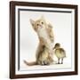 Ginger Kitten and Mallard Ducklings-Mark Taylor-Framed Photographic Print