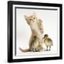 Ginger Kitten and Mallard Ducklings-Mark Taylor-Framed Photographic Print