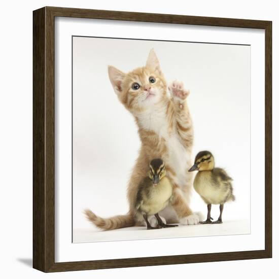 Ginger Kitten and Mallard Ducklings-Mark Taylor-Framed Photographic Print