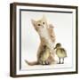 Ginger Kitten and Mallard Ducklings-Mark Taylor-Framed Photographic Print