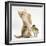 Ginger Kitten and Mallard Ducklings-Mark Taylor-Framed Photographic Print