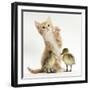 Ginger Kitten and Mallard Ducklings-Mark Taylor-Framed Photographic Print