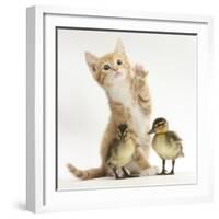 Ginger Kitten and Mallard Ducklings-Mark Taylor-Framed Photographic Print