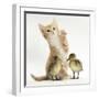 Ginger Kitten and Mallard Ducklings-Mark Taylor-Framed Photographic Print