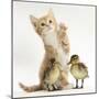 Ginger Kitten and Mallard Ducklings-Mark Taylor-Mounted Photographic Print