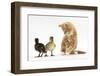 Ginger Kitten and Mallard Ducklings-Mark Taylor-Framed Photographic Print