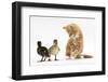 Ginger Kitten and Mallard Ducklings-Mark Taylor-Framed Photographic Print