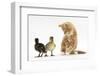 Ginger Kitten and Mallard Ducklings-Mark Taylor-Framed Photographic Print