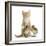 Ginger Kitten and Mallard Ducklings-Mark Taylor-Framed Photographic Print