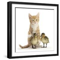 Ginger Kitten and Mallard Ducklings-Mark Taylor-Framed Photographic Print