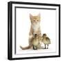 Ginger Kitten and Mallard Ducklings-Mark Taylor-Framed Photographic Print