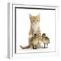 Ginger Kitten and Mallard Ducklings-Mark Taylor-Framed Photographic Print