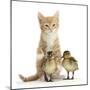 Ginger Kitten and Mallard Ducklings-Mark Taylor-Mounted Photographic Print