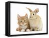 Ginger Kitten and Young Sandy Lop Rabbit-Mark Taylor-Framed Stretched Canvas