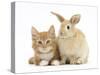 Ginger Kitten and Young Sandy Lop Rabbit-Mark Taylor-Stretched Canvas