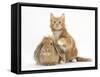 Ginger Kitten and Young Sandy Lop Rabbit-Mark Taylor-Framed Stretched Canvas