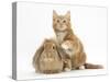 Ginger Kitten and Young Sandy Lop Rabbit-Mark Taylor-Stretched Canvas