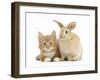 Ginger Kitten and Young Sandy Lop Rabbit-Mark Taylor-Framed Photographic Print