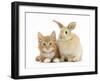 Ginger Kitten and Young Sandy Lop Rabbit-Mark Taylor-Framed Photographic Print