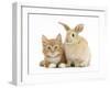 Ginger Kitten and Young Sandy Lop Rabbit-Mark Taylor-Framed Photographic Print