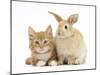 Ginger Kitten and Young Sandy Lop Rabbit-Mark Taylor-Mounted Photographic Print