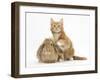 Ginger Kitten and Young Sandy Lop Rabbit-Mark Taylor-Framed Photographic Print