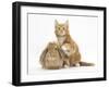 Ginger Kitten and Young Sandy Lop Rabbit-Mark Taylor-Framed Photographic Print