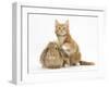 Ginger Kitten and Young Sandy Lop Rabbit-Mark Taylor-Framed Photographic Print