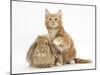 Ginger Kitten and Young Sandy Lop Rabbit-Mark Taylor-Mounted Photographic Print