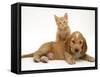 Ginger Kitten Climbing Ontop of Golden Cocker Spaniel Puppy-Jane Burton-Framed Stretched Canvas