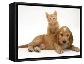 Ginger Kitten Climbing Ontop of Golden Cocker Spaniel Puppy-Jane Burton-Framed Stretched Canvas